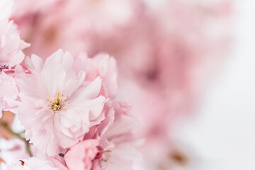 Rosenes Kirschblütenfoto mit viel Weißraum und Unschärfe, florales Muster 