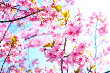 Obraz na płótnie Canvas 桜 綺麗 サクラ 美しい桜 鮮やか 日本 お花見 入学 卒業 春 かわいい