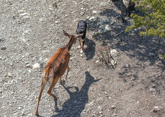 A deer and a dog divide the territory