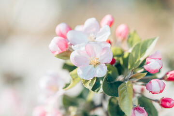 Fototapeta na wymiar Kirschblüte im Wind im Frühling 