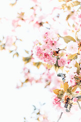 Kirschbaumblüten im Sonnenlicht