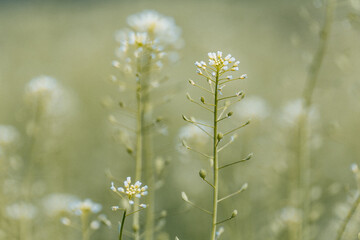 Wildblumenwiese mit weißen Blüten 