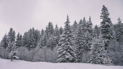 Obraz premium Snowy Forest Backdrop - Snowy Forest 