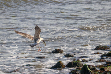 Seagull with a Fish