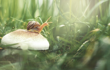 a snail crawls on a white mushroom in the green grass