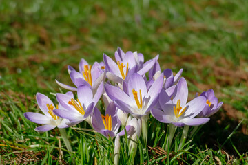 Blühende Krokusse, Close-Up, Deutschland, Europa