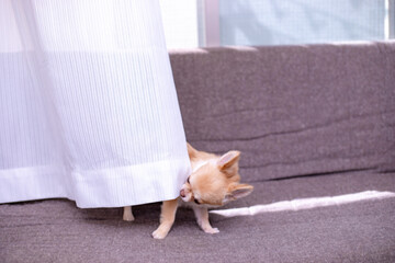 いたずらをする犬 / チワワ