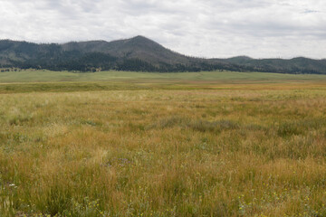 Fototapeta premium New Mexico, Caldera Valles. Panoramic view of meadow at Valles Caldera near Los Alamos, New Mexico.