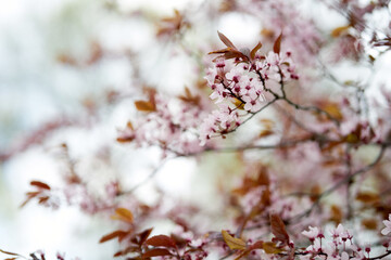 Fototapeta premium Beautiful pink flowers of blooming sakura close up.