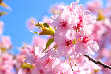 桜 さくら 満開 ピンク サクラ 美しい 綺麗 満開 入学 卒業 花見 
