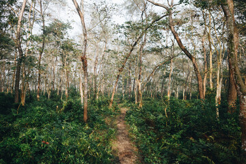 Deep tropical jungles of Southeast Asia