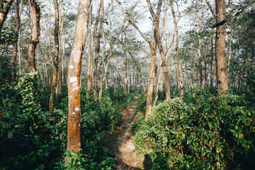 Obraz premium Deep tropical jungles of Southeast Asia