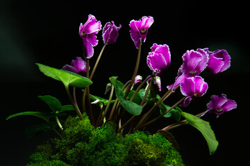 pink cyclomena flower on black background