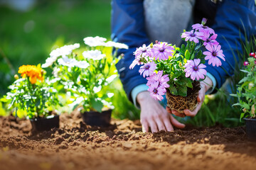 Woman hands putting seedling flowers into the black soil