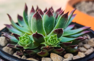 Fototapeta premium Closeup of a Succulent Plant 