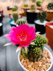 Closeup of cactus flowers in pot