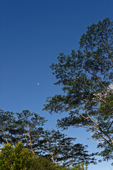 Looking up through the Tree canopy at the deep blue sky and moon on the Island of Mauritius.