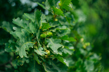 Close-up acorn in oak foliage on tree; blurred green nature background