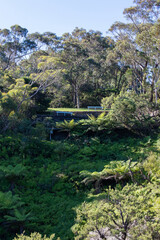 An empty park with lots of trees.