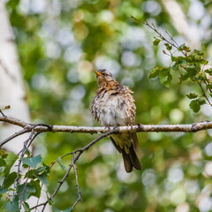 Bird Blackbird on the branch of a birch in summer
