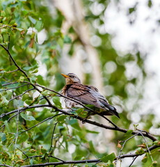 Bird thrush on a branch of viburnum in summer