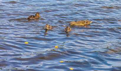 Bird wild duck with ducklings on the water pond in the summer