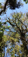 pine branches