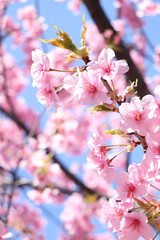 ピンク 春 サクラ 桜 さくら 綺麗 美しい 鮮やか 可憐 花見 卒業 入学