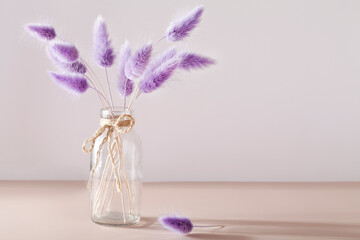 Rabbit Tail Grass Dried Flowers Bouquet in vase on white and beige background. Minimalistic composition. Romantic, nature background. copy space