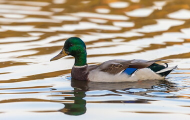 Obraz premium Ducks in the autumn pond