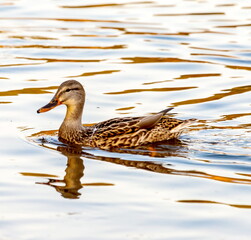 Ducks in the autumn pond