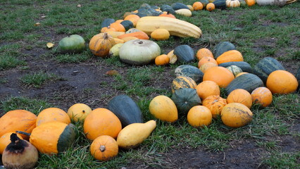 halloween pumpkin