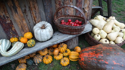 autumn still life with pumpkin