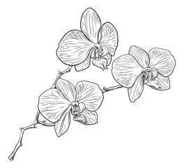 An original illustration of an orchid flower in a vintage woodcut etching style © Christos Georghiou