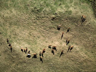Top view aerial of the horses herd