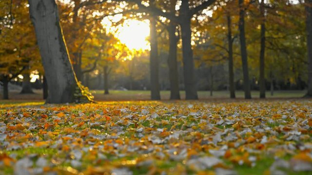 In the sunshine, yellow fallen leaves on the ground in the Het Park in autumn