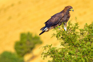 Golden Eagle, Aquila chrysaetos, Mediterranean Forest, Castile and Leon, Spain, Europe