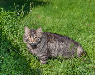 Naklejka na ściany i meble Gray cat on a background of green grass close-up in summer.