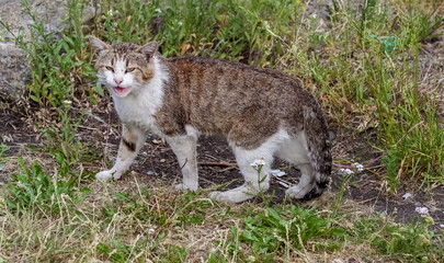 Homeless brown and white cat closeup on grass and ground background
