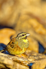 Cirl Bunting, Emberiza cirlus, Forest Pond, Mediterranean Forest, Castile and Leon, Spain, Europe