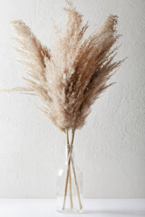 Pampas grass in vase on white background. natural background. minimal, stylish concept. new trendy...