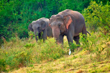 Fototapeta premium Sri Lankan Elephant, Elephas maximus maximus, Kaudulla National Park, Sri Lanka, Asia