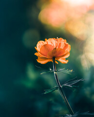 Macro of a single orange globeflower (Trollius) against dark green background with sunshine and...