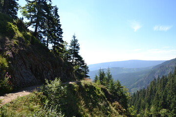 trees in the mountains