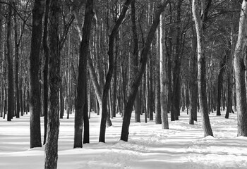 Winter forest on a sunny day, snow-covered road, black and white