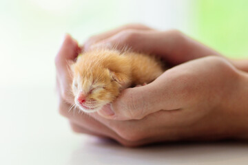 Kitten sleeping in man hands. Cats sleep.