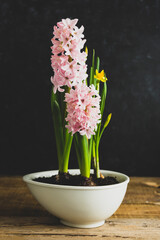 Hyacinth pink flower, spring bulb plant in pot.