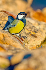 Fototapeta premium Great Tit, Parus major, Forest Pond, Mediterranean Forest, Castile and Leon, Spain, Europe