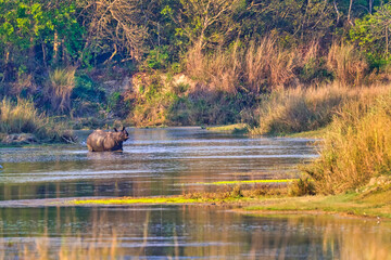 Greater One-horned Rhinoceros, Indian Rhinoceros, Asian Rhino, Rhinoceros unicornis, Wetlands, Royal Bardia National Park, Bardiya National Park, Nepal, Asia