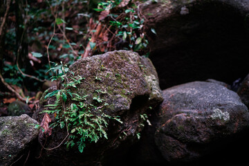 In the jungle. Close up of tropical leaves.
